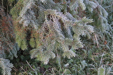 Needles in the frost