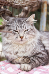 Cat relaxing in garden, portrait