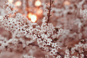 Beautiful branches with white flowers closeup