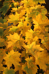 a walk on a Sunny autumn day