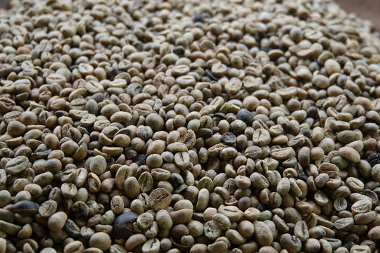 Kopi Luwak, Rohkaffee