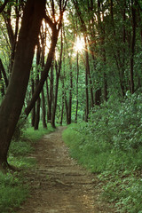 Beautiful forest landscape