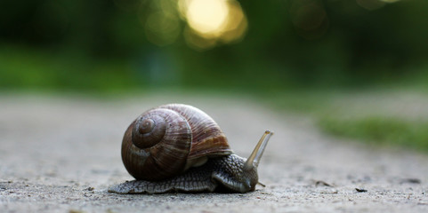 Snail closeup