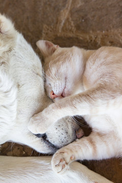 Cat and dog sleeping together