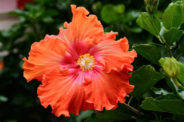 Blumen, Hibiskus, Blätter © Gudrun