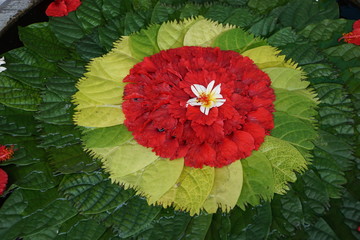 Blütenrosette