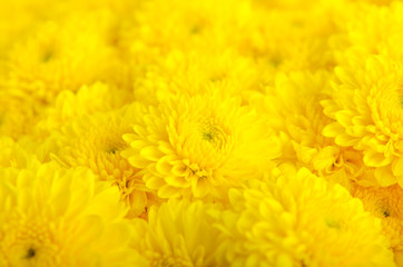 Close-up yellow flower background.