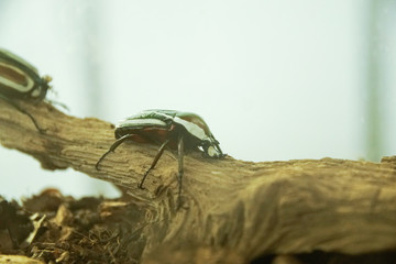 żuk © Aruru