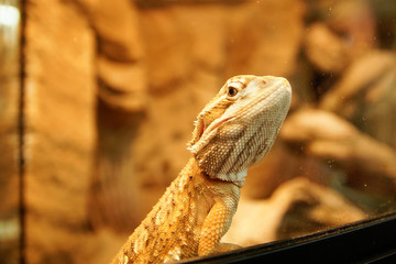 Jaszczurka © Aruru