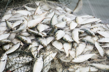 On the fisherman boat,Catching many fish at mouth of Bangpakong river in Chachengsao Province east of Thailand.