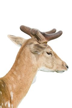 portrait of deer. isolated on white