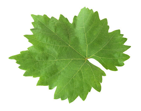 leaf of grape isolated on white background with clipping path