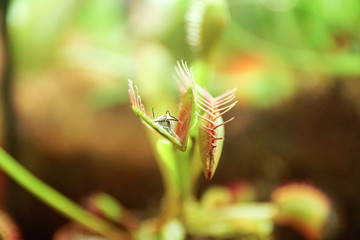 muchołówka © Aruru