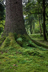 Woodland moss covered tree roots