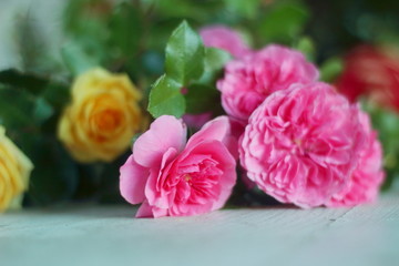 Roses four seasons. Cut before winter and lay on a wooden table.