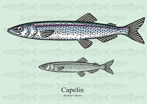Capelin. Vector illustration for artwork in small sizes. Suitable for graphic and packaging design, educational examples, web, etc.