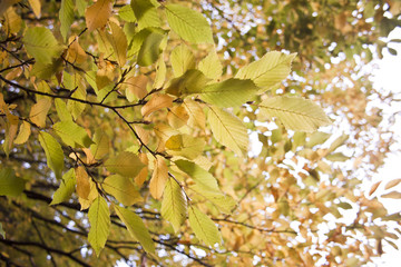leaves autumn