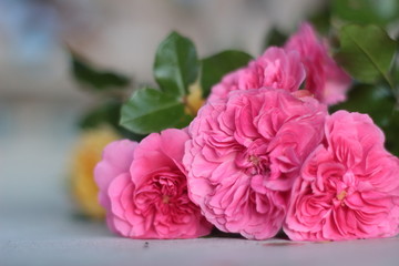 Roses four seasons. Cut before winter and lay on a wooden table.