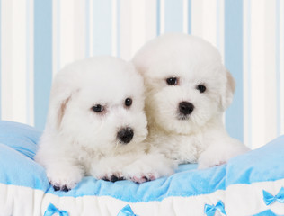 Bichon Frise puppies