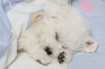 Bichon Frise puppy sleeping in the bed