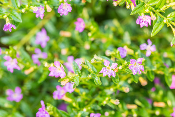 Purple flower, false heather or elfin herb (Cuphea hyssopifolia