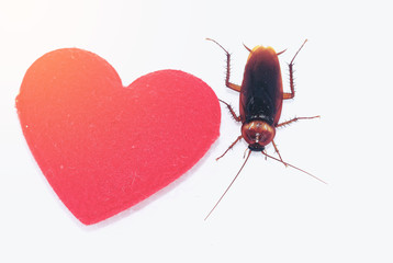 cockroach with red hearth,love concept