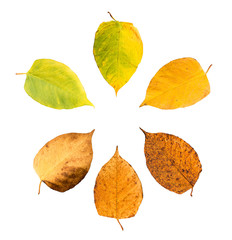 Obraz premium Set of six leaves withering in fall isolated on white background arranged in a circle