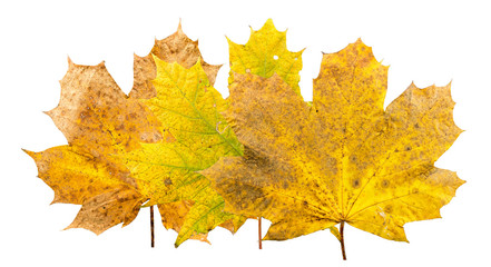 Set of three oak leaves overlaying withering in fall isolated on white background