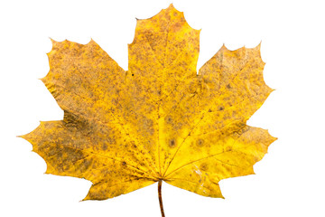 Piece of oak leave withering in fall isolated on white background