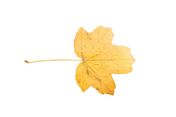 Piece of maple leave withering in fall isolated on white background