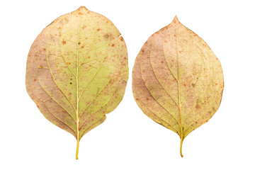 Set of two autumn leaves withering in fall isolated on white background