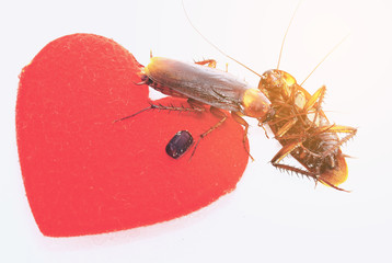 cockroaches with red hearth,uncouple in love concept,departed loved