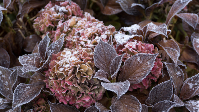 Eine bl&uuml;hende Hortensie mit Frost