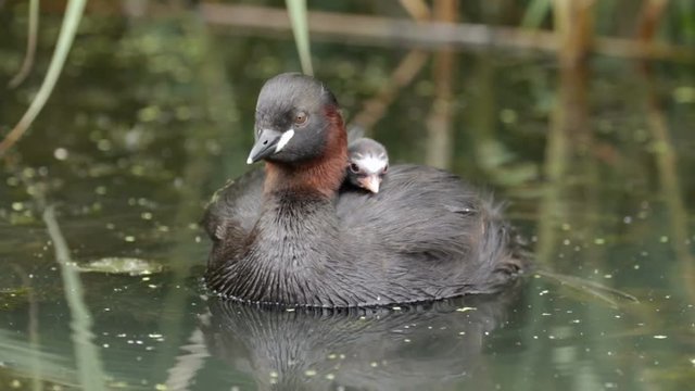 Little Grebe loon (Tachybaptus ruficollis) carrying young grebelets or chicks