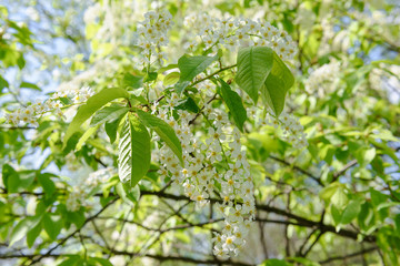 blooming branch of bird cherry against the blue sky