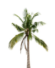 Fototapeta na wymiar Coconut tree isolate on white background
