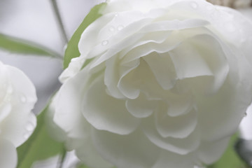 white rose on blurred background 1