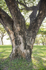 big green tree