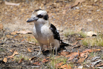 Australia, Zoology
