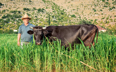 Bull grazing in a field of grass on a farm