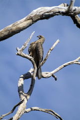 Australia, Zoology