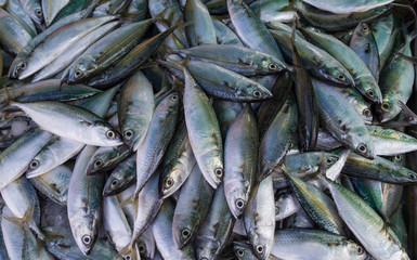 Frischer Fisch auf dem Fischmarkt.