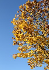 Hernstliche Ahornblätter vor blauem Himmel