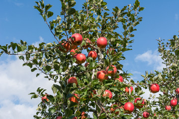 Apple tree on blue sky background