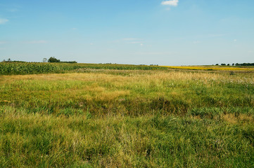 Krajobraz wiejski - łąka w słoneczny dzień