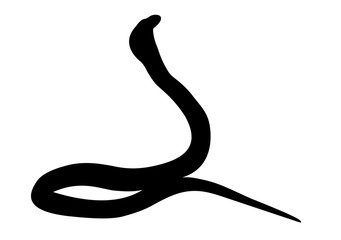 Illustration of black backlight King Cobra silhouette isolated on white background, standing on side.