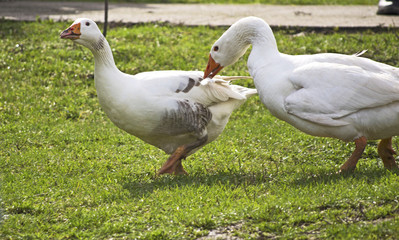 Fight gander 14