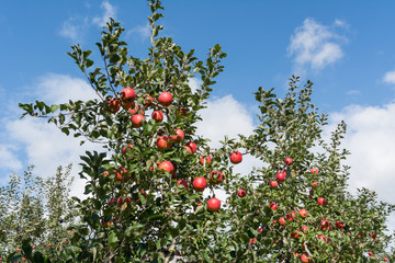 Apple tree in garden