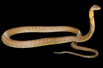 King Cobra Ophiophagus hannah, isolated on black background. Side view. Phobic symbol par excellence.