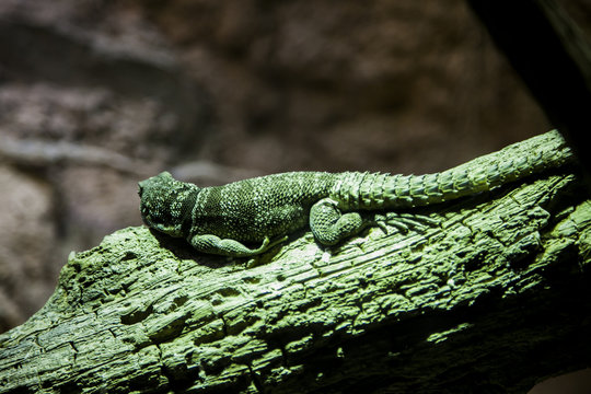 Close up rear view green Iguana on branch in Bronx Zoo. NYC